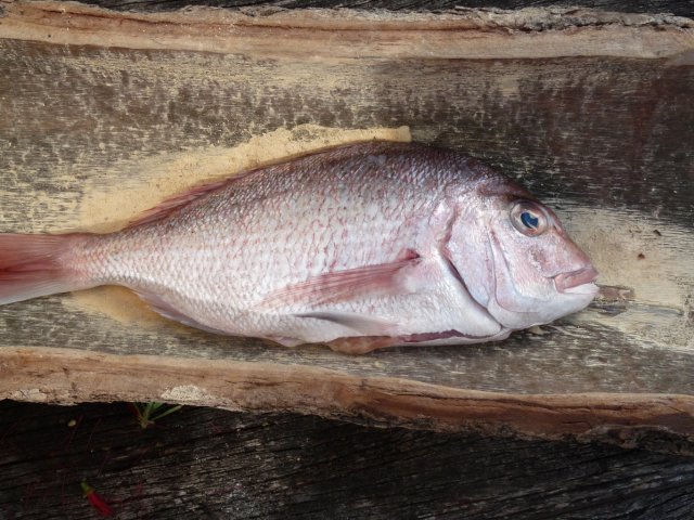 Fish were a staple of both European and Koori diets in the 1920s